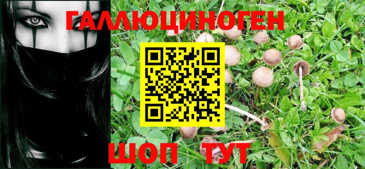 Галлюциногенные грибы Psilocybine cubensis Миасс