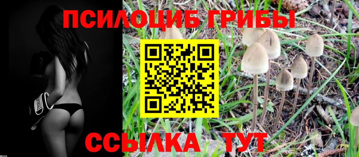 Галлюциногенные грибы Psilocybine cubensis  Вход с VPN  Миасс  Галлюциногенные грибы мицелий 